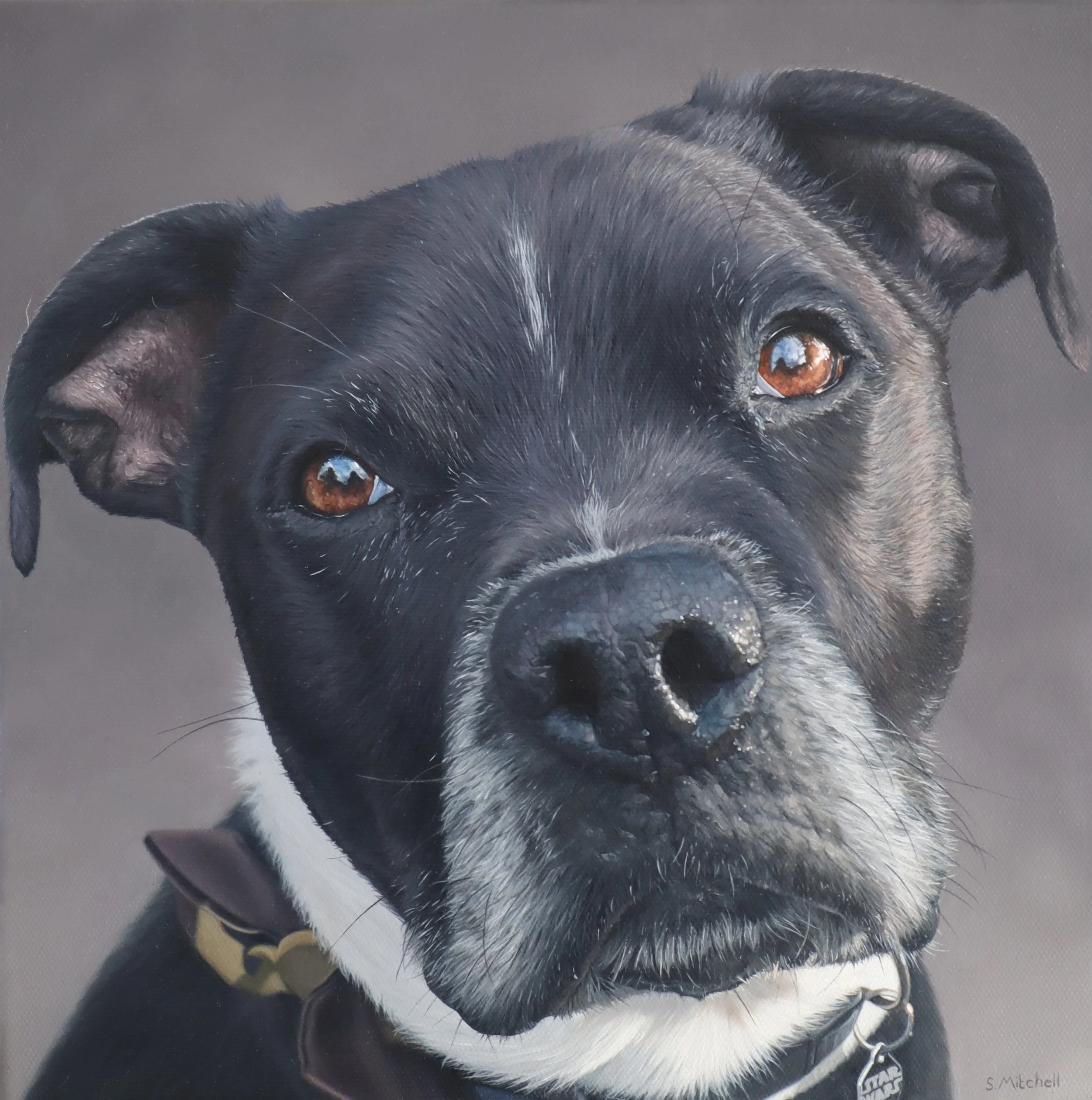 A close-up photograph of a black and white dog, possibly a pitbull or similar breed, wearing a collar with a tag that has a star logo. The dog has deep brown eyes and a shiny coat, with a focus on its face and ears.
