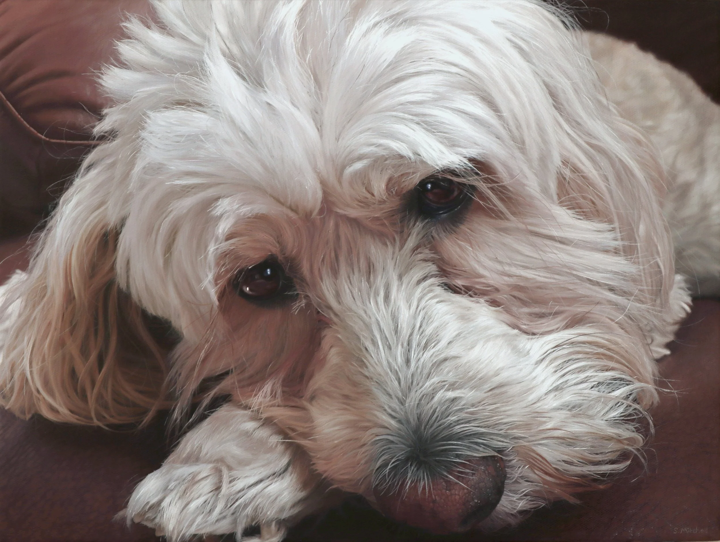 Close-up of a white fluffy dog with dark eyes and a black nose, lying on a brown surface.