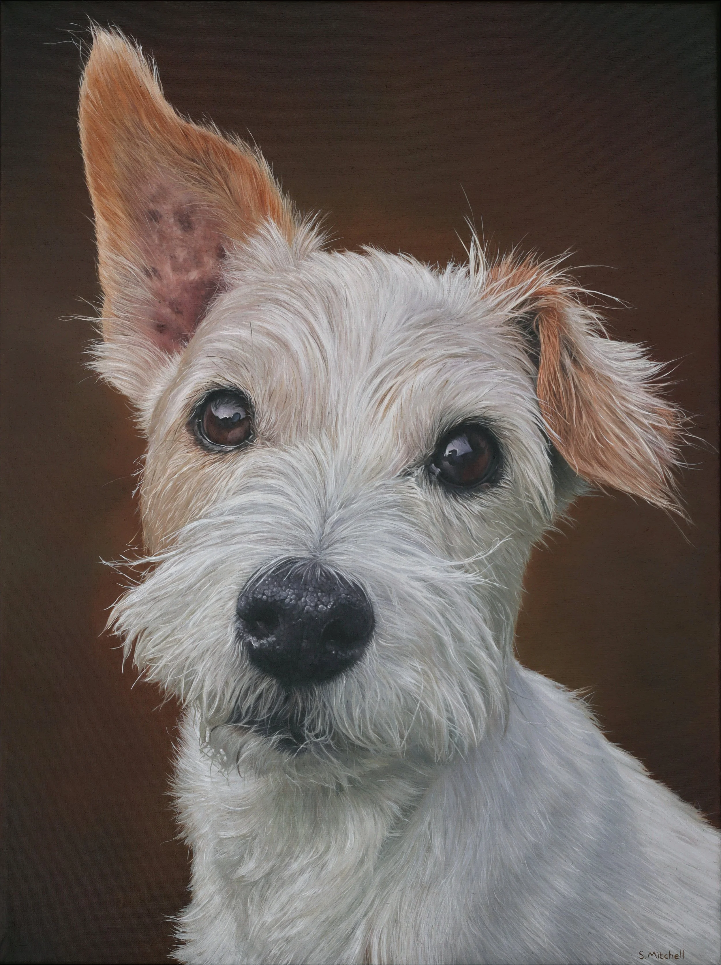 Close-up of a white dog with brown ears and dark eyes, looking directly at the camera with a dark background.