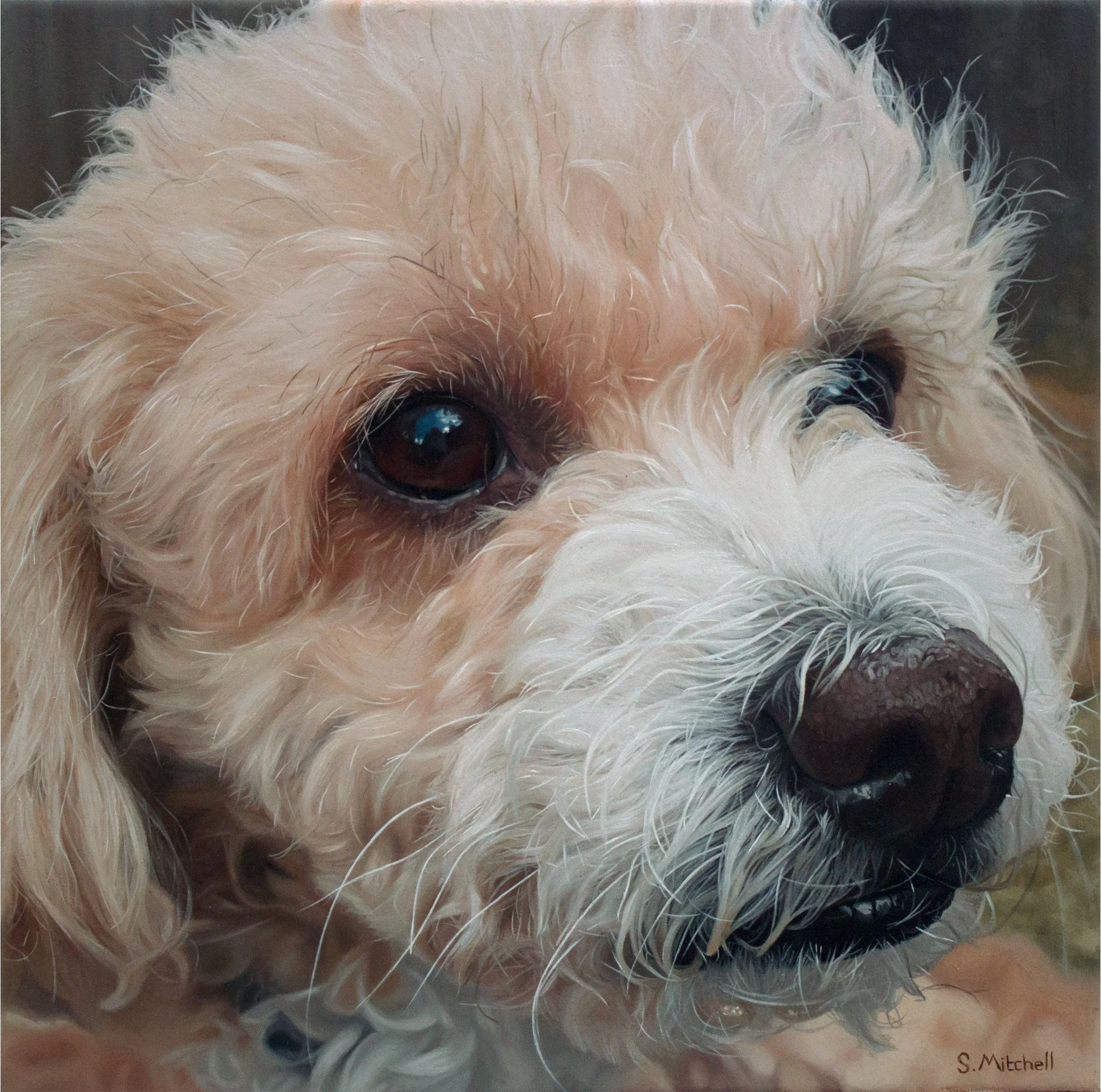 Close-up of a fluffy white dog with deep brown eyes and black nose. The signature 'S. Mitchell' is visible in the bottom right corner.