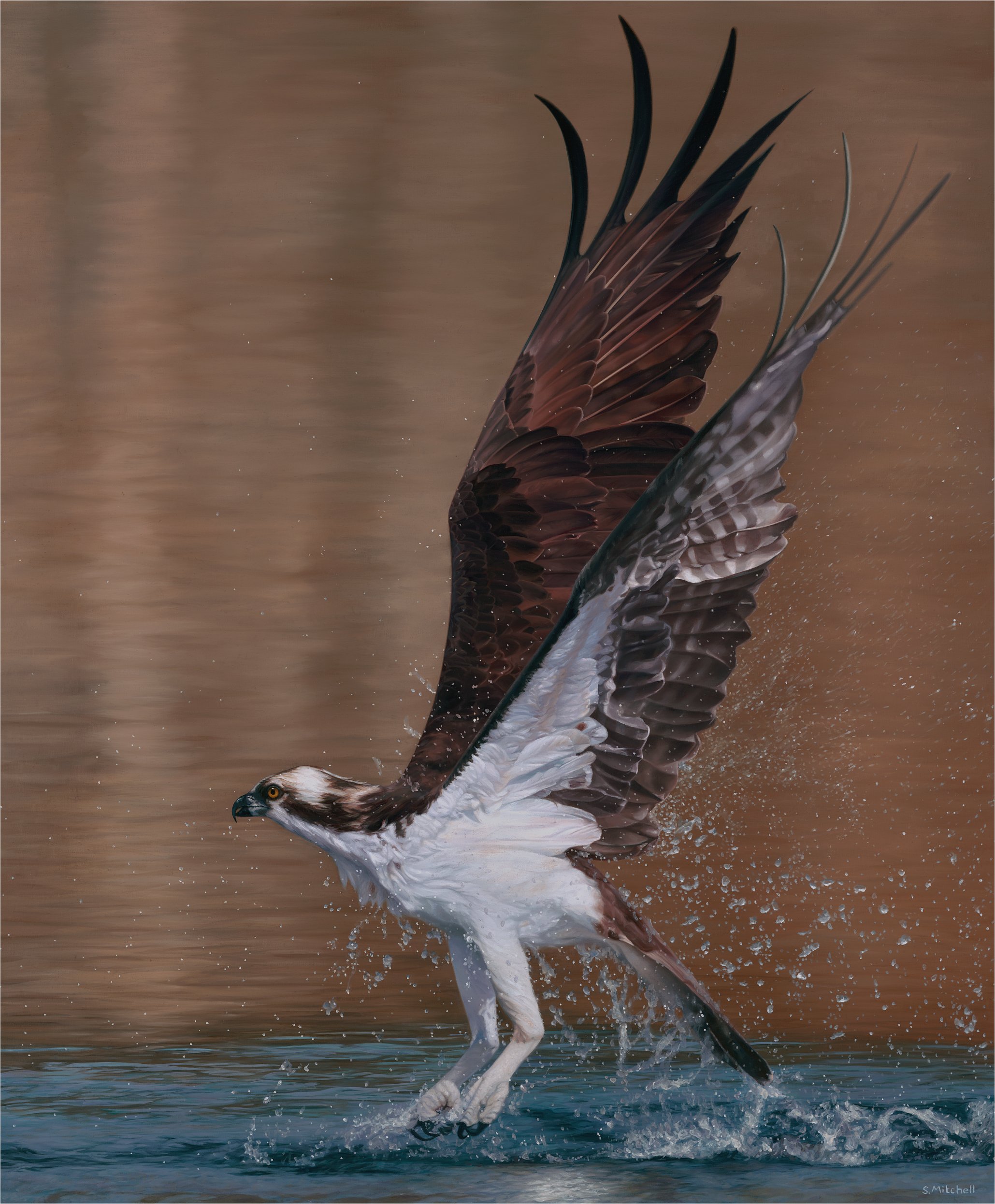 An osprey bird catching a fish from the water while flying with wings spread wide.