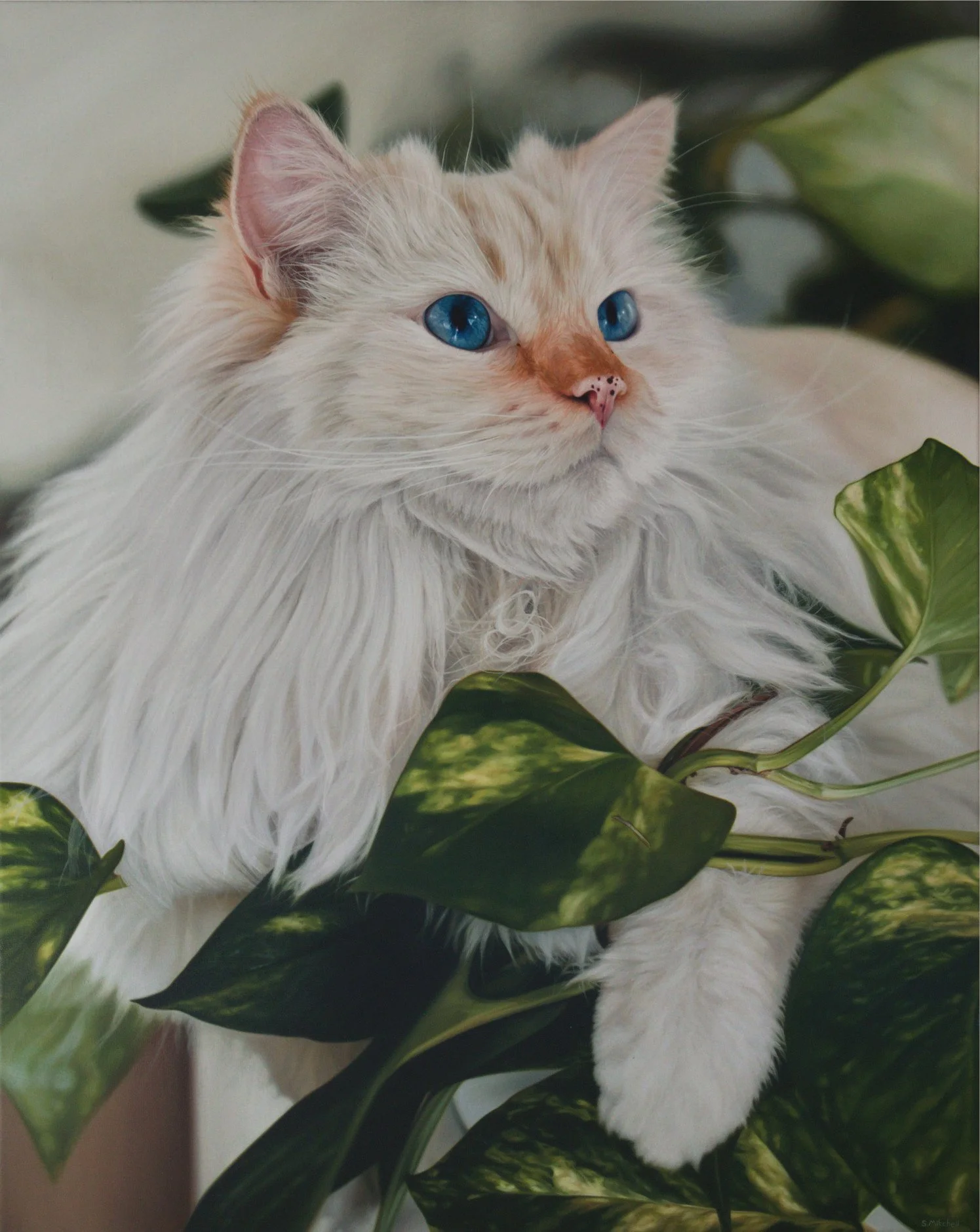 A fluffy white cat with striking blue eyes sitting among green variegated leaves.
