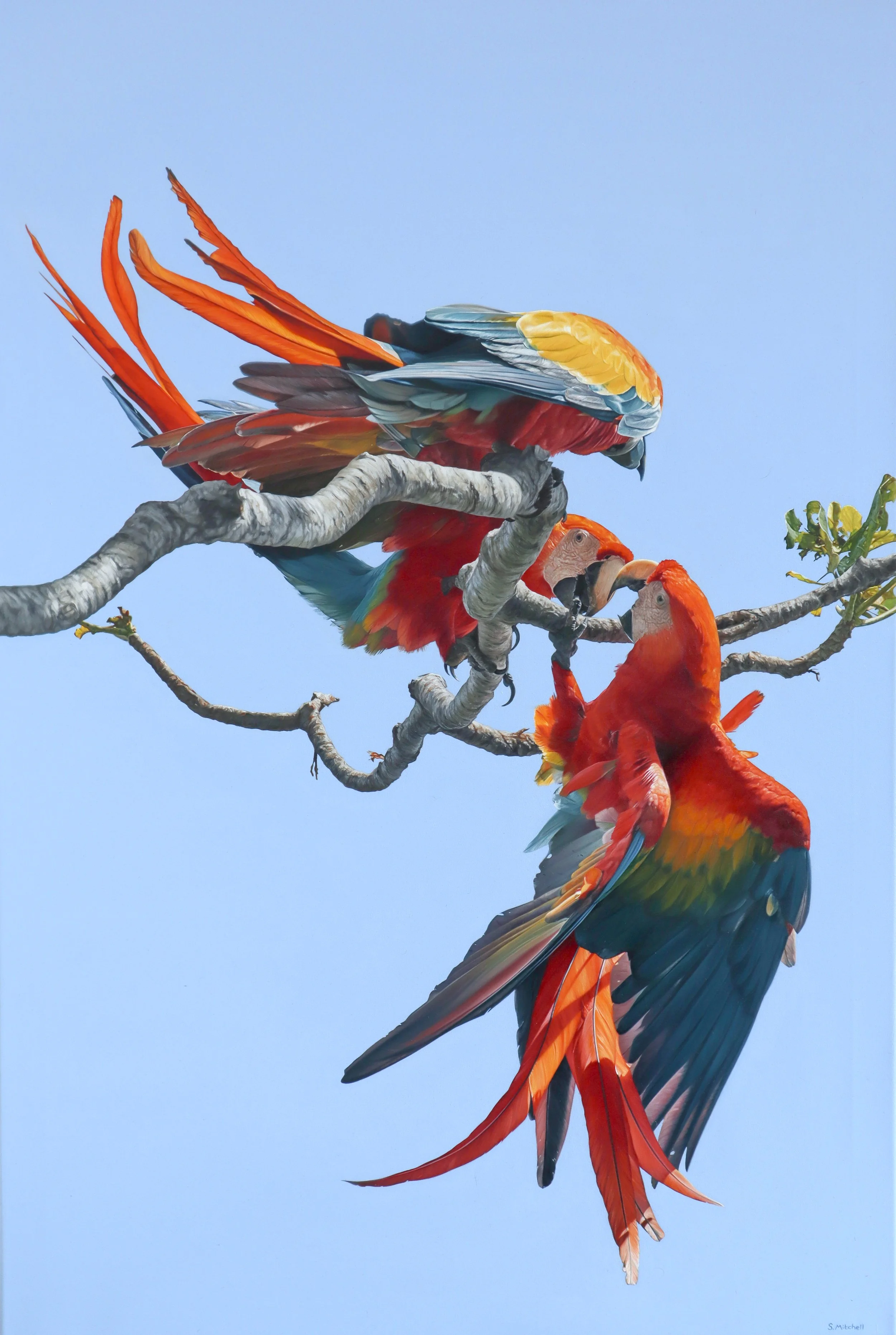 Two scarlet macaws perched on a branch against a clear blue sky