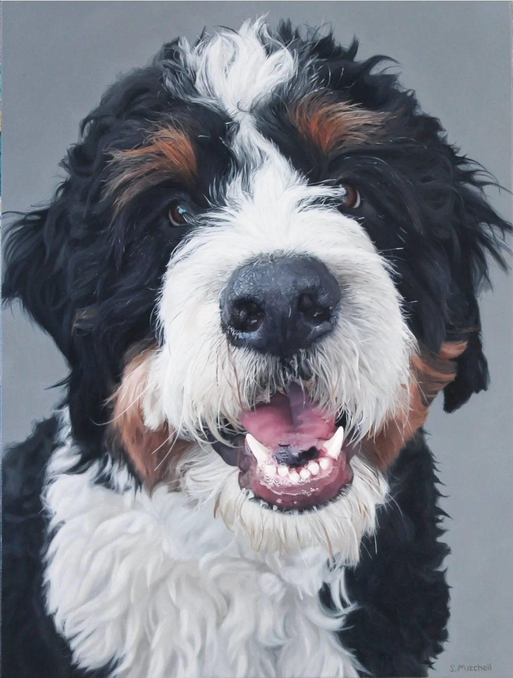 Close-up of a Bernese Mountain Dog's face with a happy expression, mouth open, and tongue slightly visible.