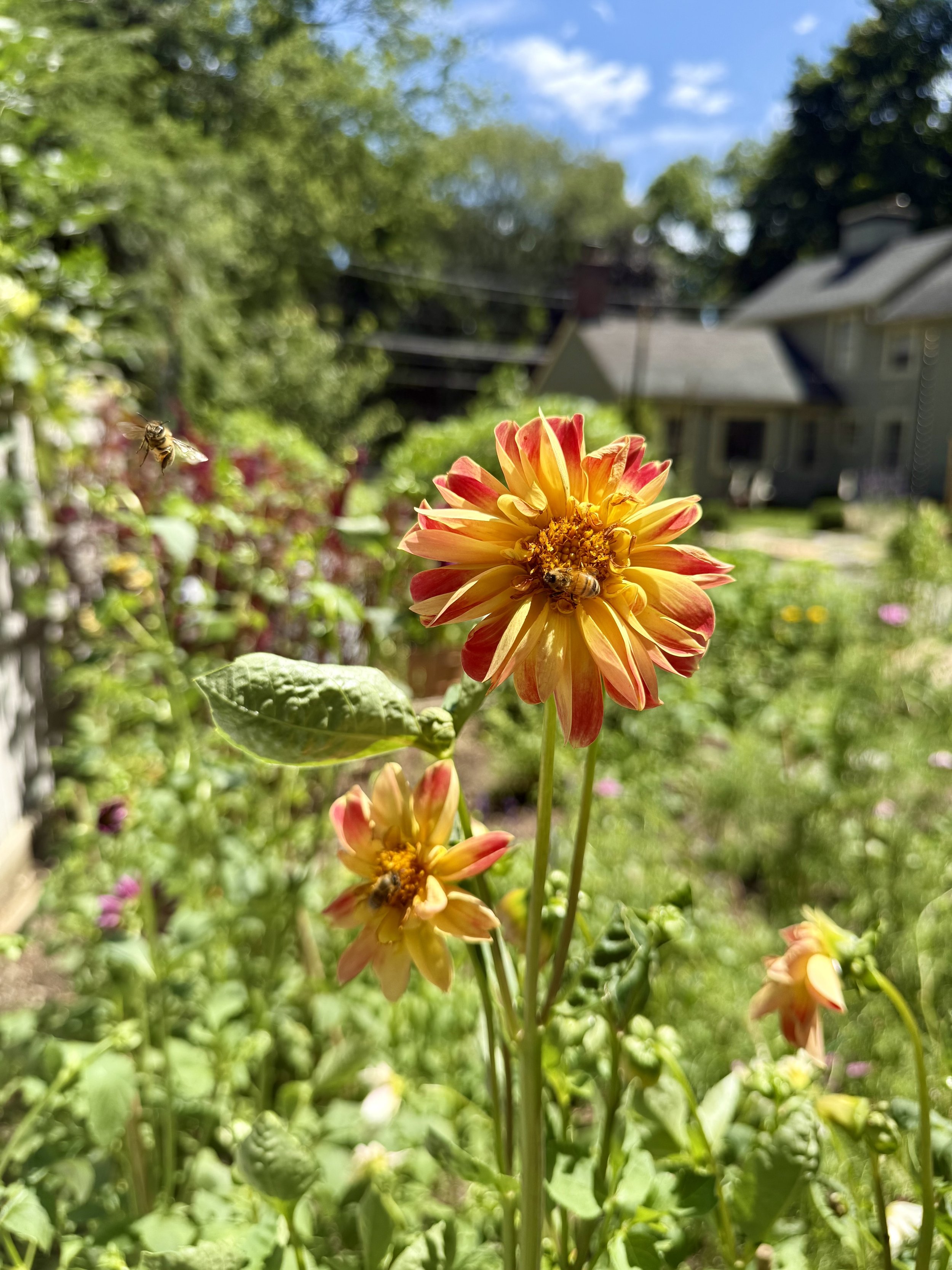 Close-up of a vibrant orange and yellow flower with a bee on it, in a garden with a house and trees in the background.