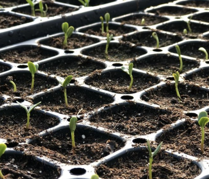 Indoor Seed Starting & Tray Prep - Nov. 11th at 7pm