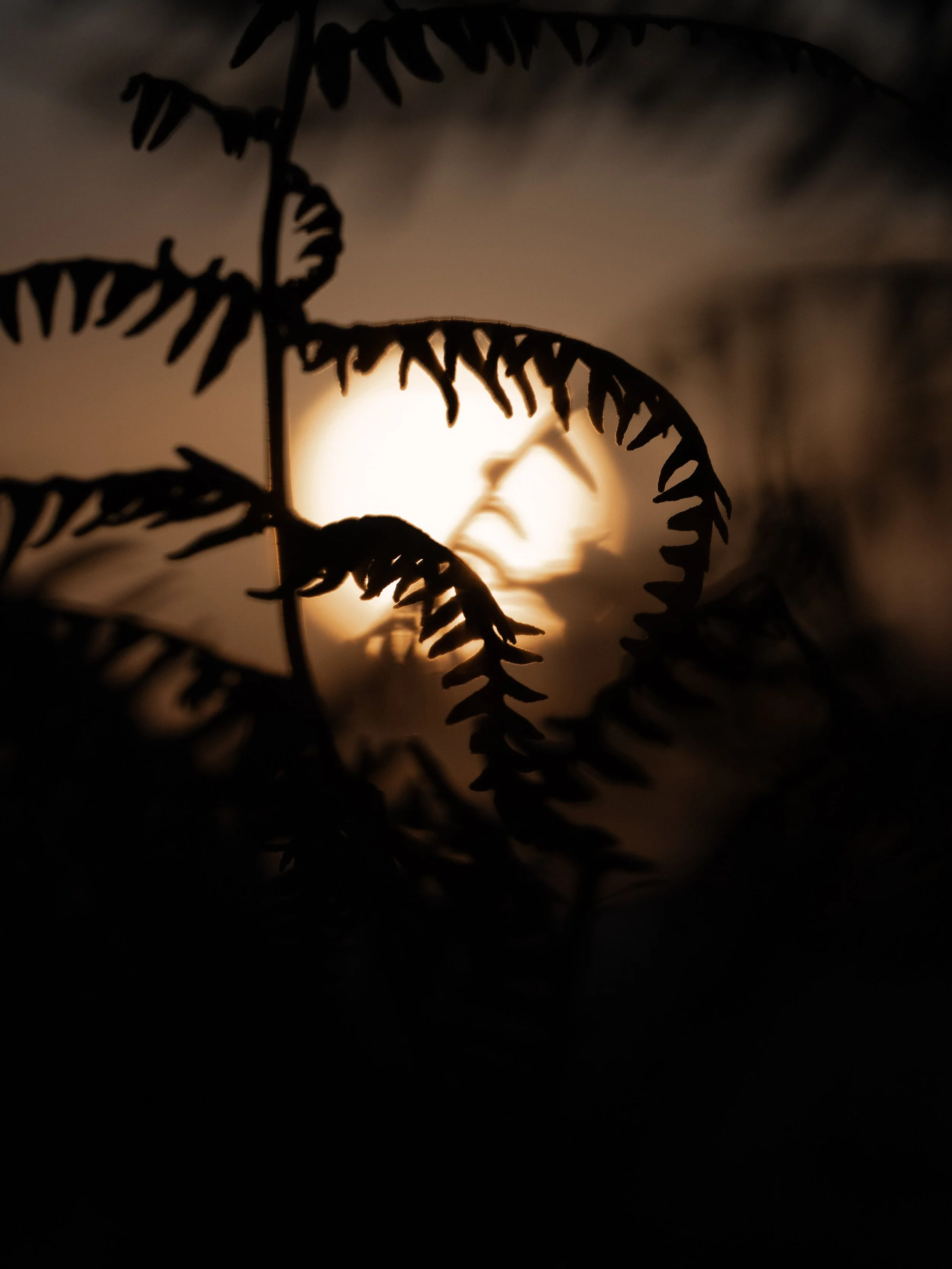 Silhouetted fern fronds against a glowing orange sunset