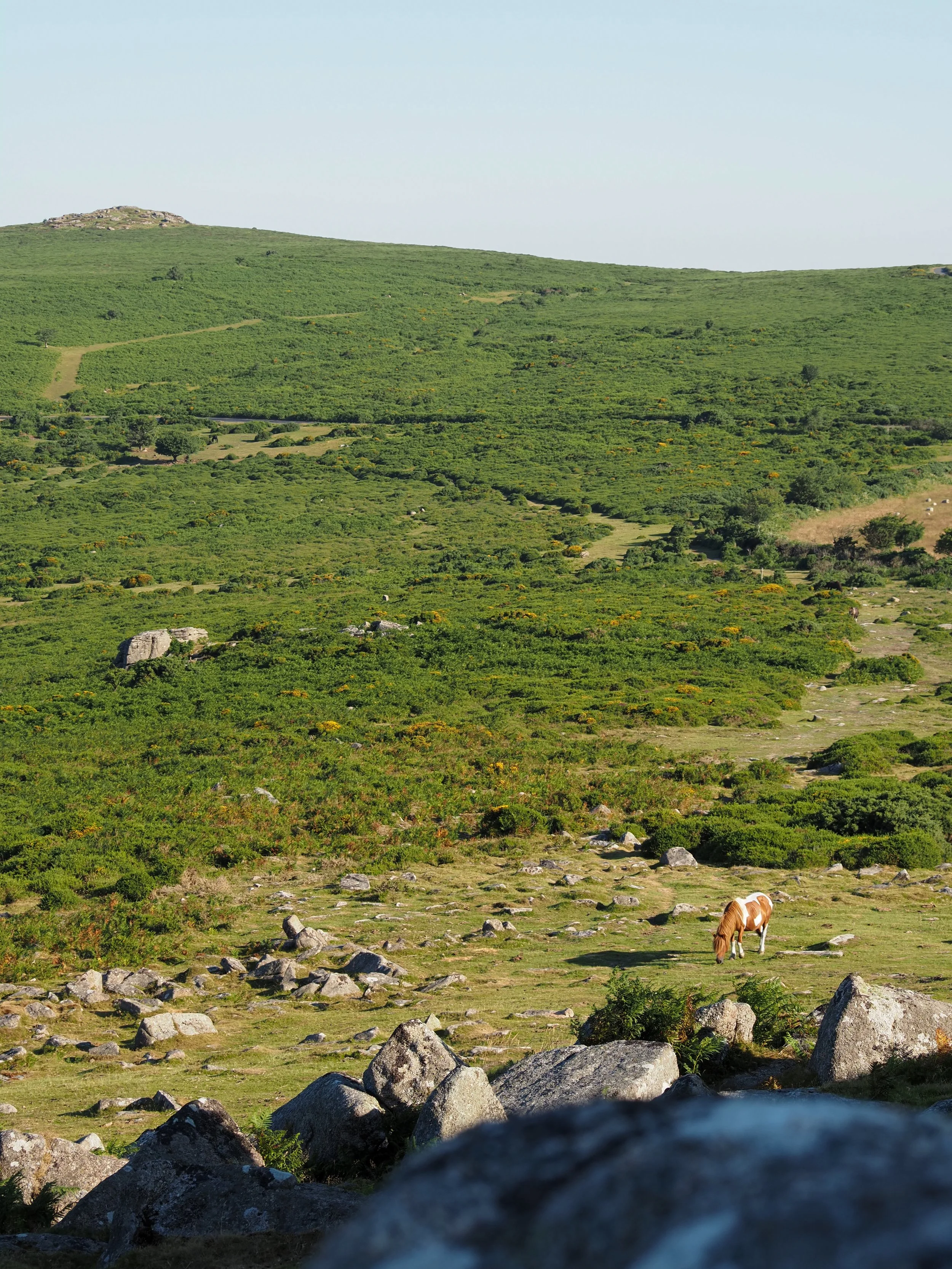 Green shrub-covered hillside with rocky outcrops, dirt trails, and a grazing horse under a hazy blue sky