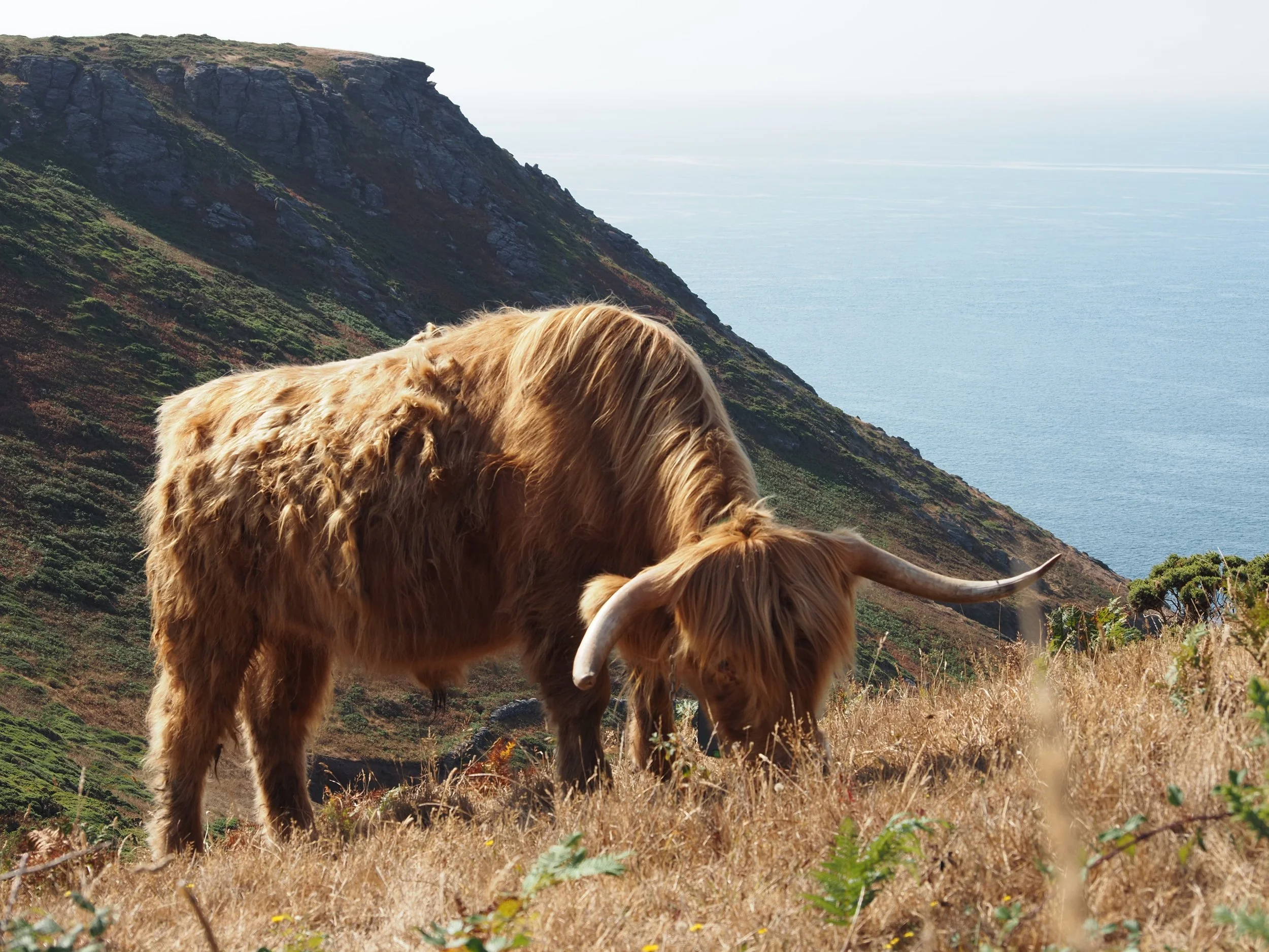 Highland cow with long horns grazing on a grassy coastal cliff overlooking the ocean