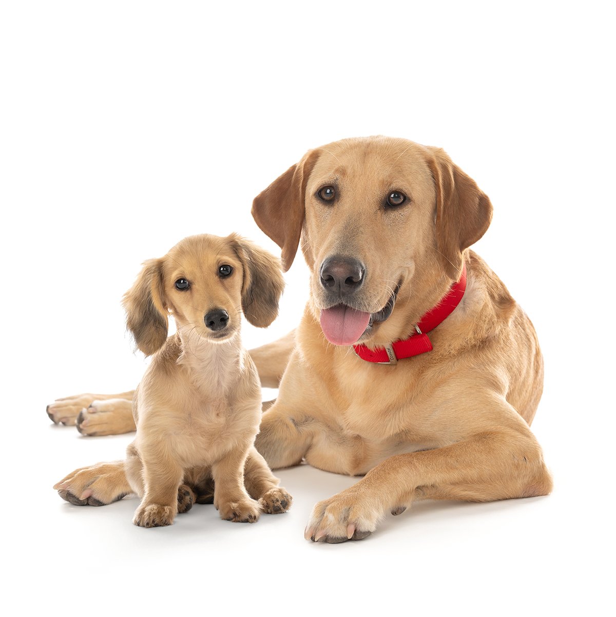 houston-dog-studio-portraits.jpg