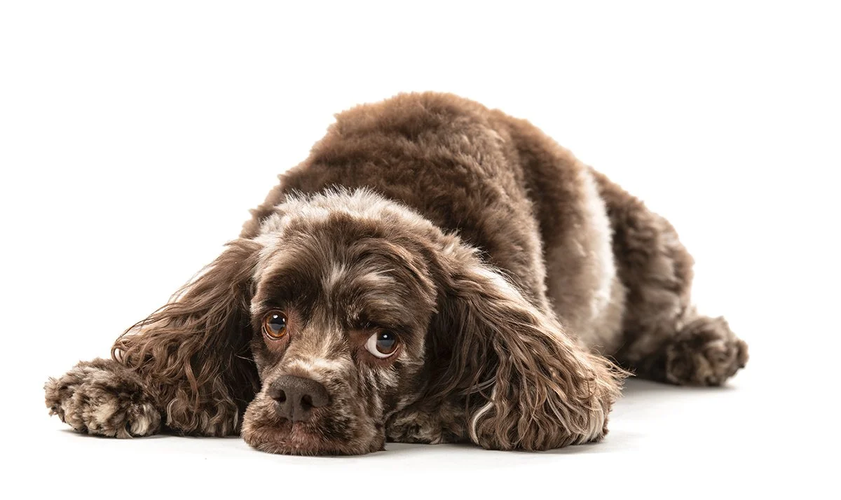 houston-dog-studio-photos.jpg