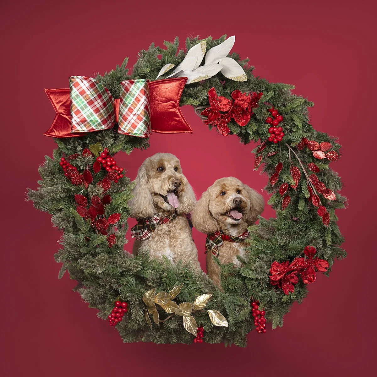 houston-holiday-dog-portraits.jpg
