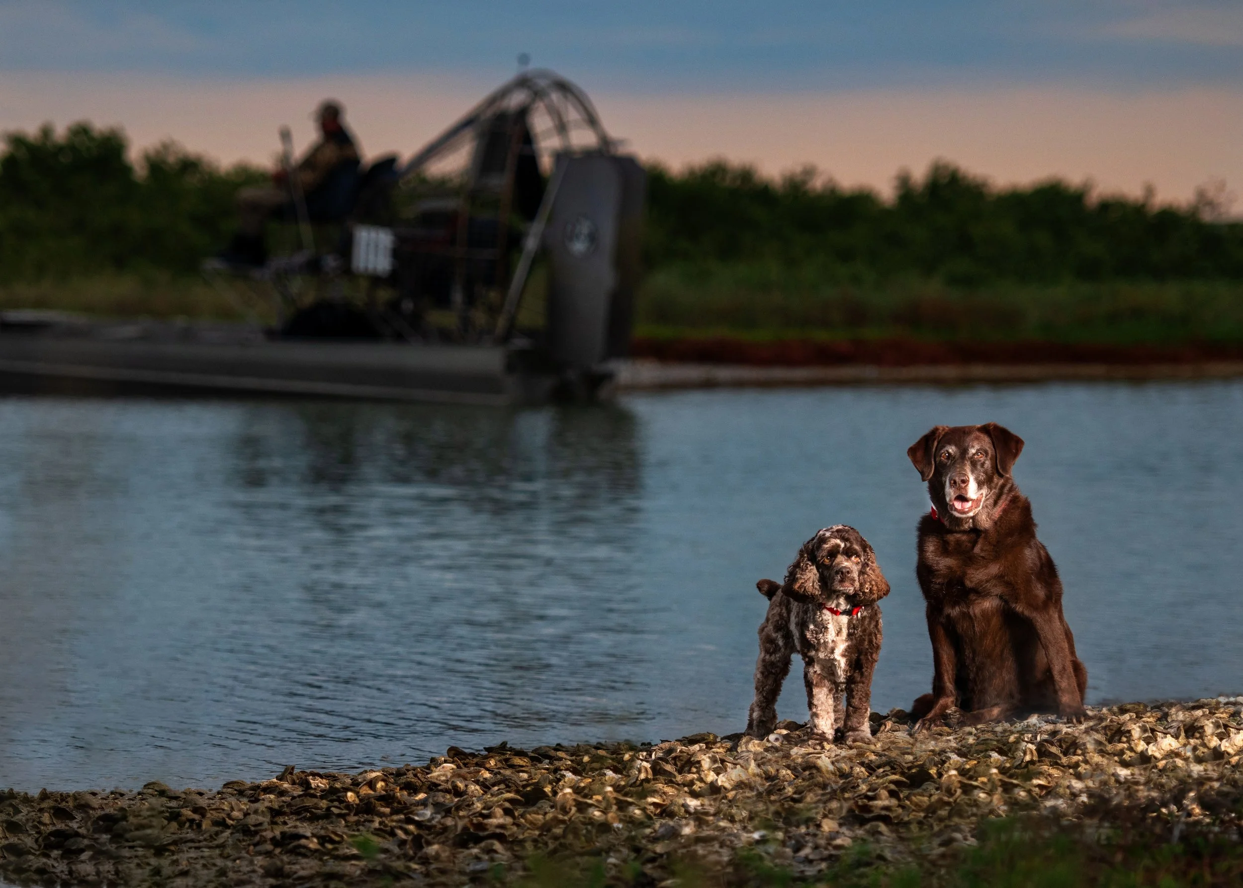 houston-dog-photography.jpg