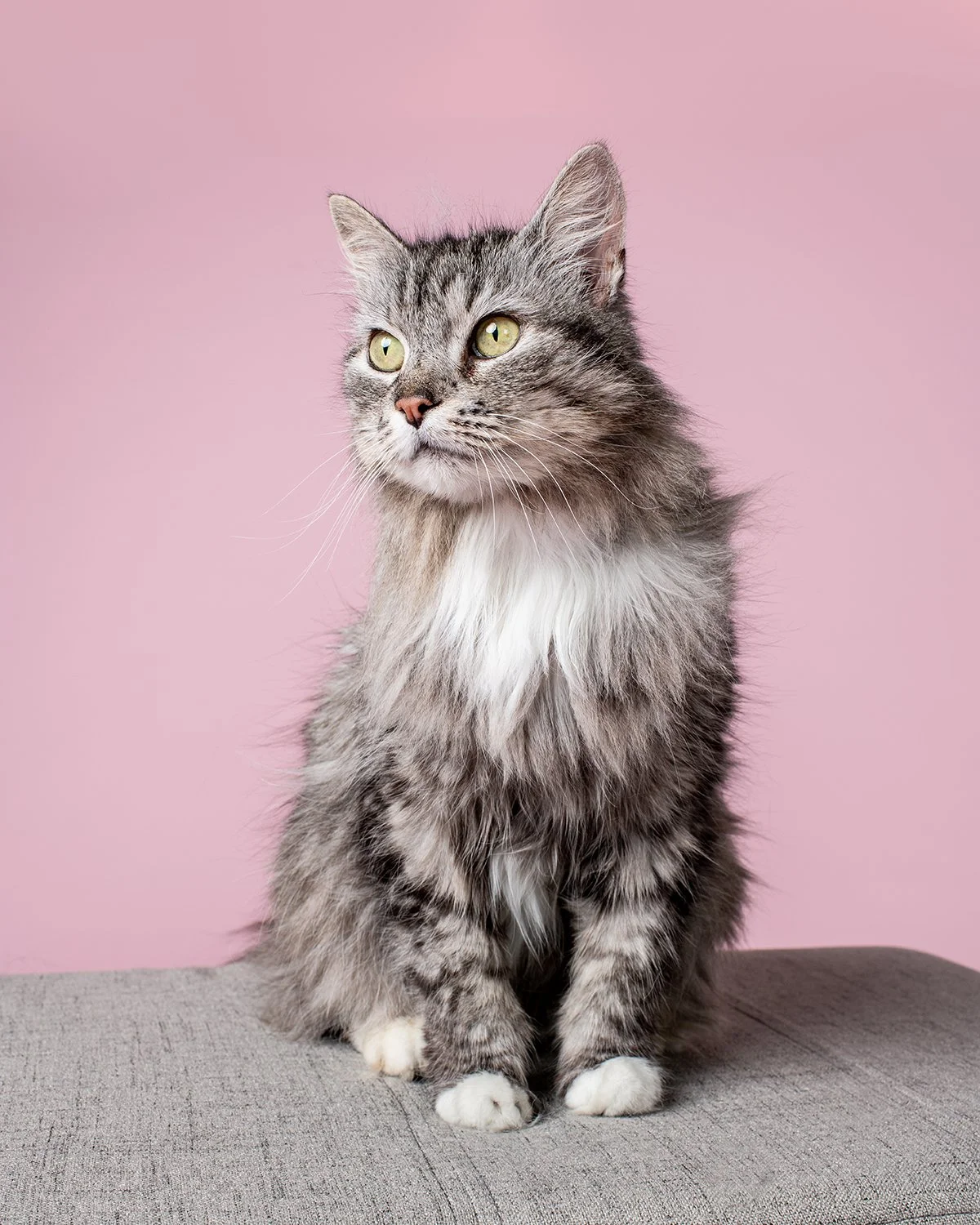 houston-cat-studio-portrait.jpg