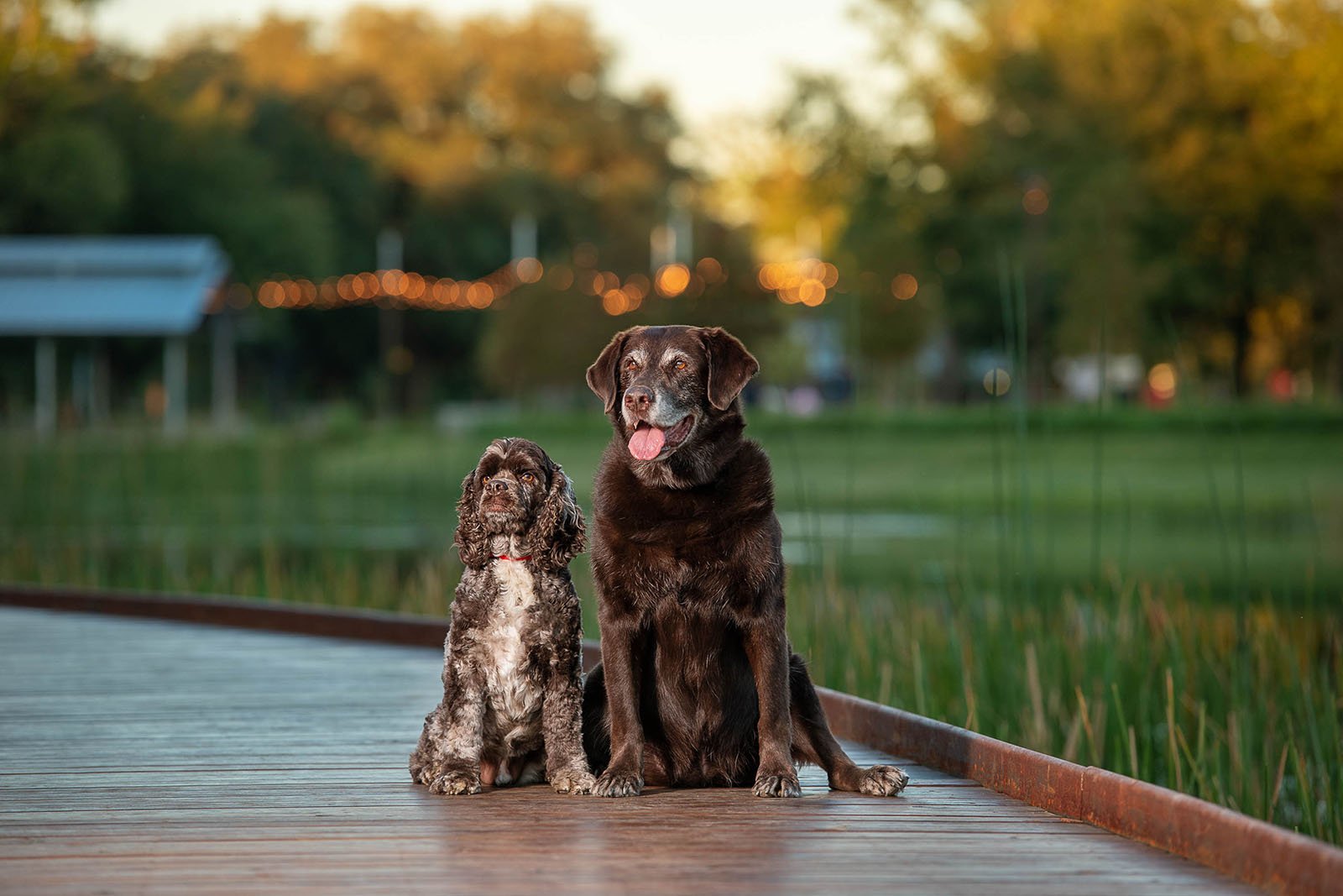 memorial-park-houston-dog-photography.jpg