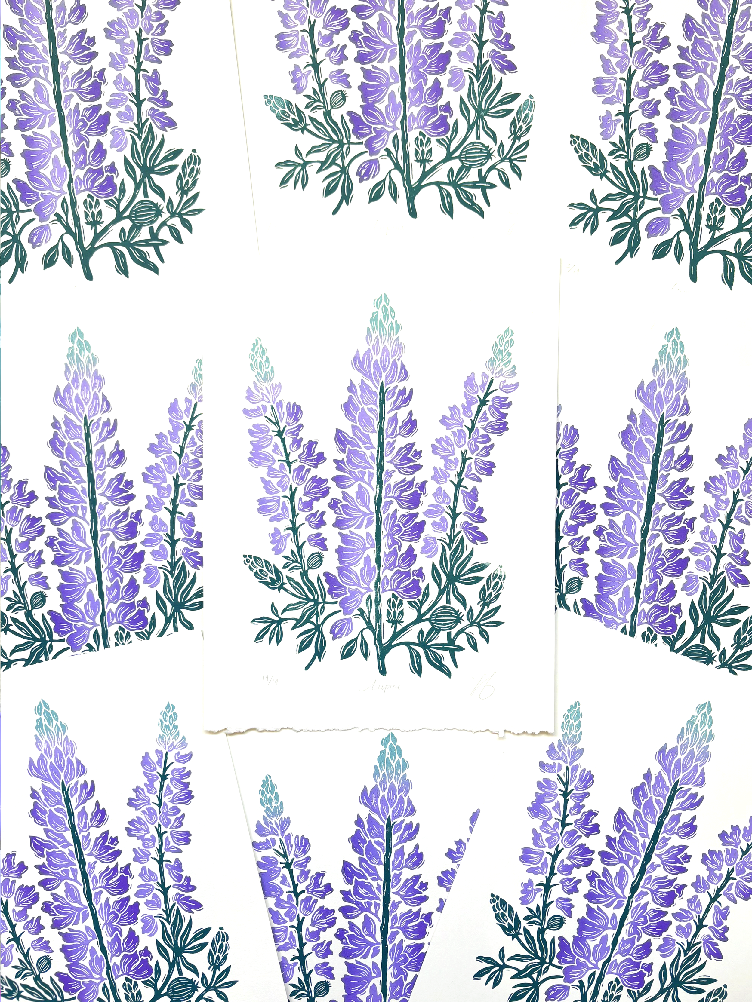 Lupine