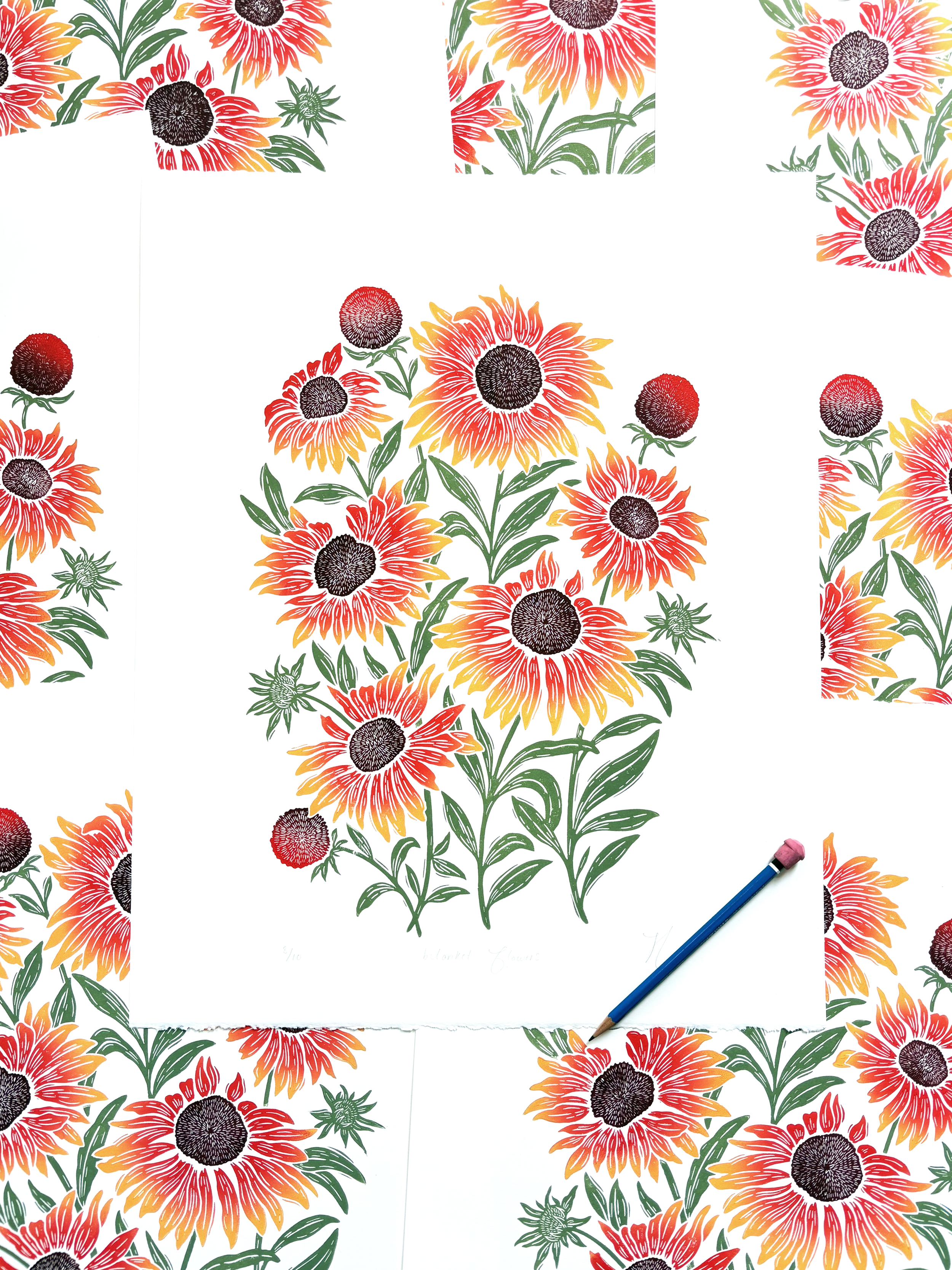 Blanket Flowers