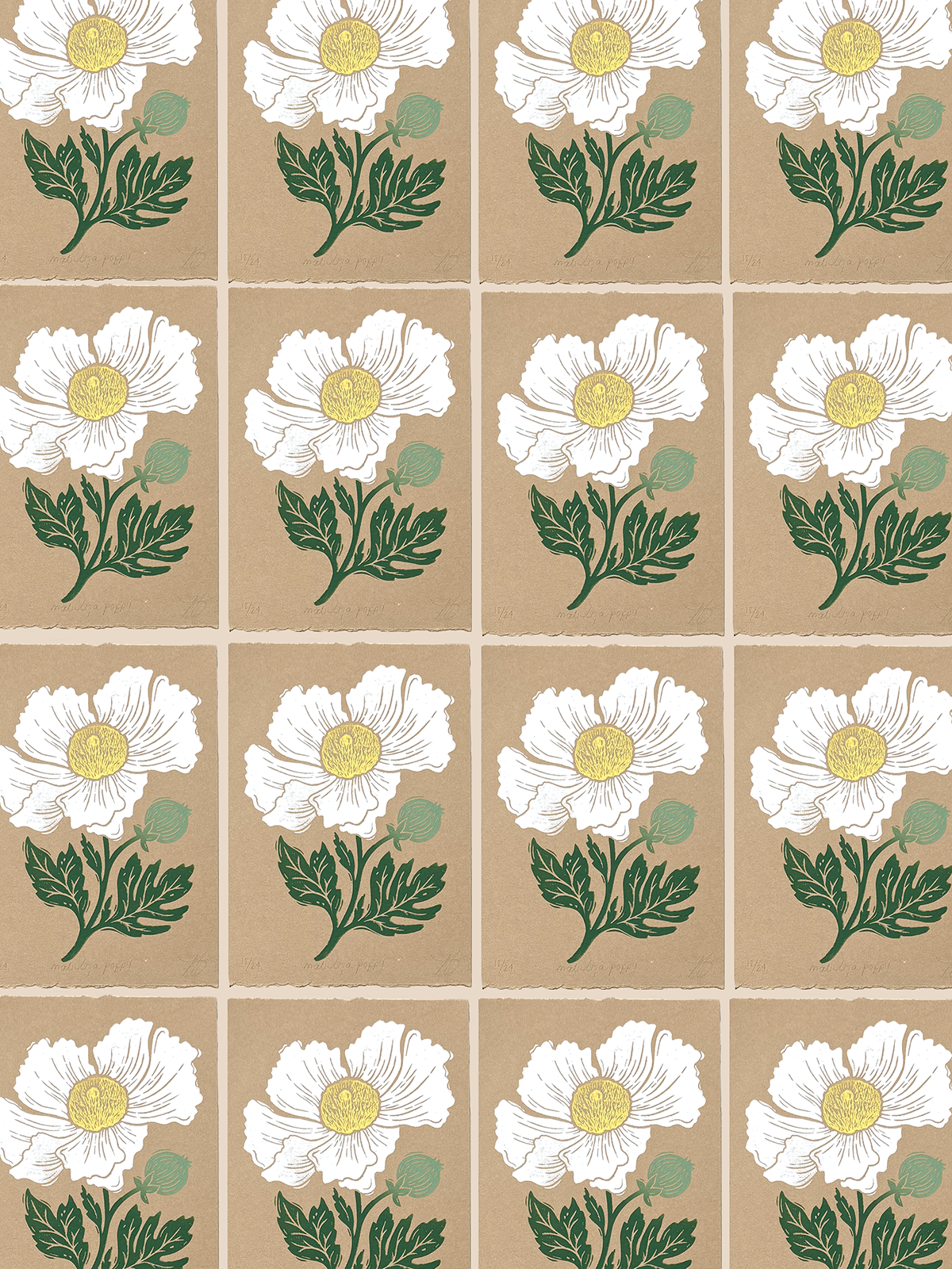 2_MATILIJA POPPY.png