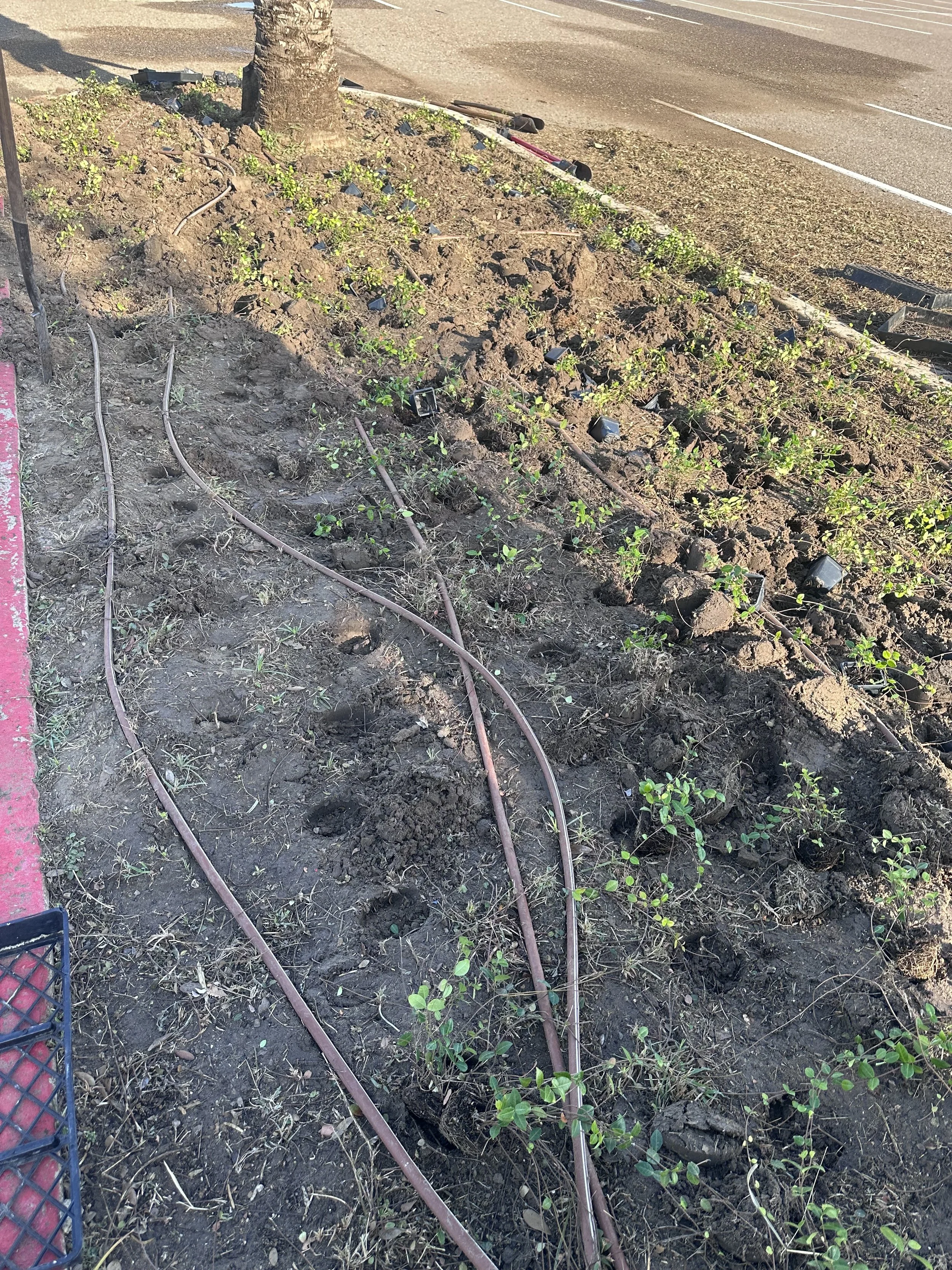 Tree surrounded by freshly dug soil with irrigation hoses and small green plants, next to a parking lot with white lines and a red curb.