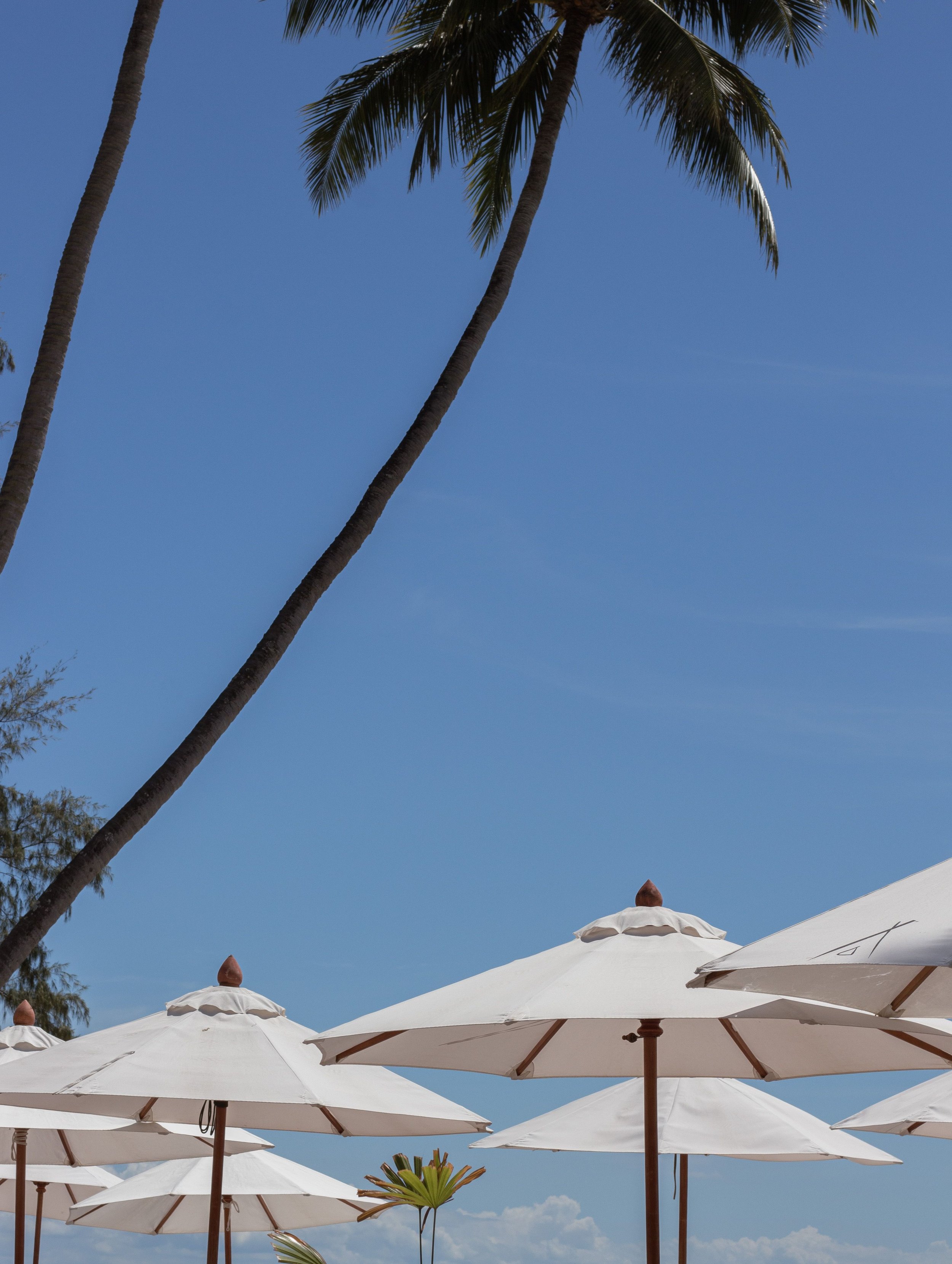Multiple white patio umbrellas on a beach or poolside setting, with tall palm trees and a clear blue sky in the background.