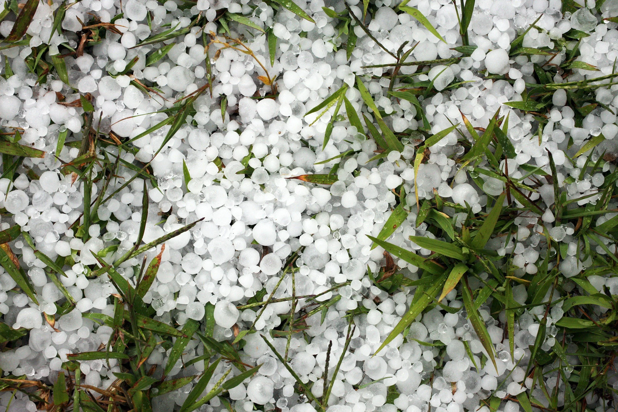 Hailstones on green grass, with some grass blades bent and flattened by the hail.
