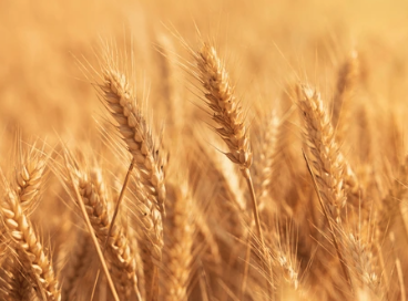 Baking Bread and Other Essential Skills for our Time
