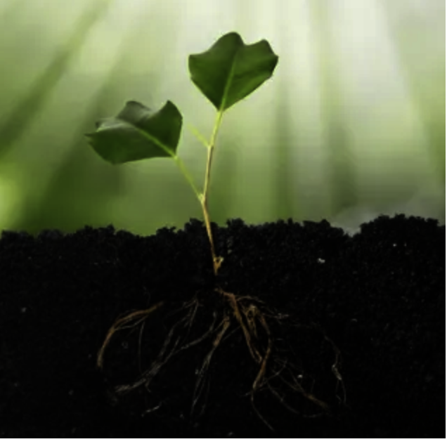 What if Organizations Were Designed to Regenerate?
