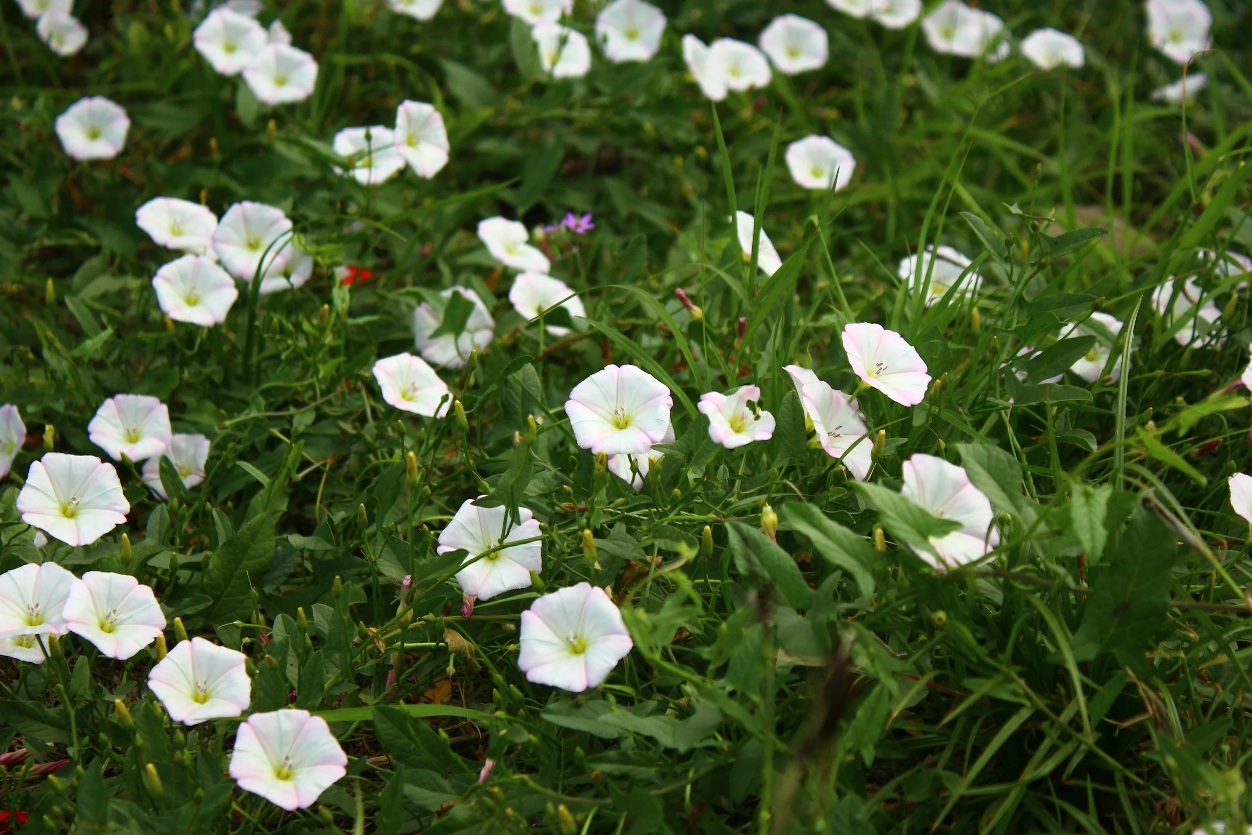 Weeds + Shame + Organizational Culture