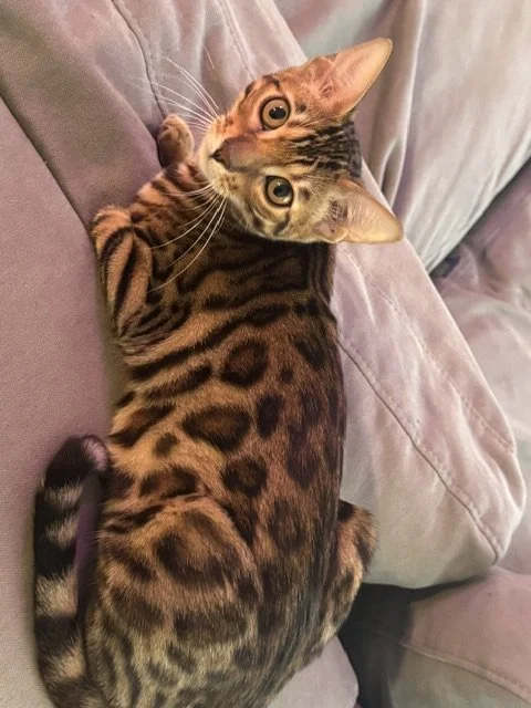 A Bengal kitten with a spotted coat lying on a purple couch, looking at the camera.