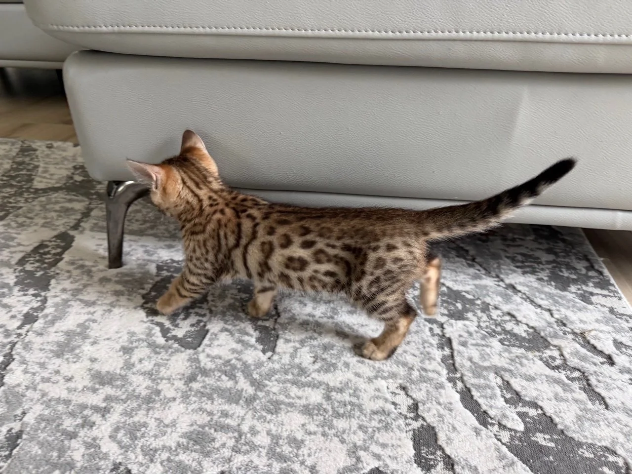 Young Bengal cat with spotted fur exploring under a sofa on a patterned rug.