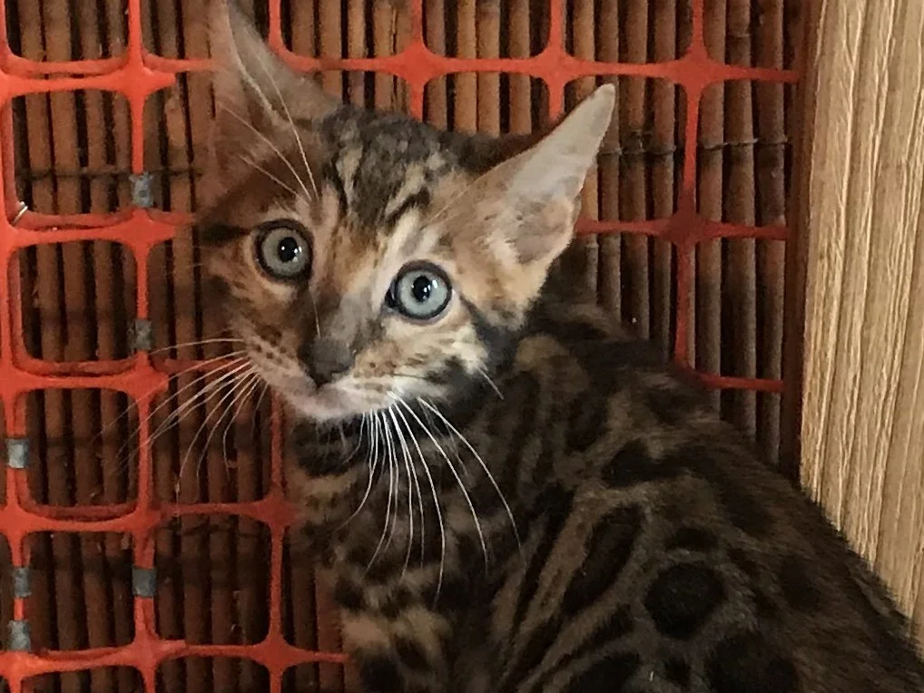 A young Bengal cat with a spotted and marbled coat, large green eyes, and pointed ears, sitting inside a wooden enclosure with orange plastic mesh.