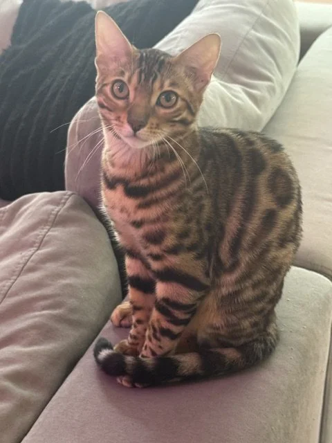 A domestic short-haired tabby cat sitting on a couch, looking at the camera with green eyes.