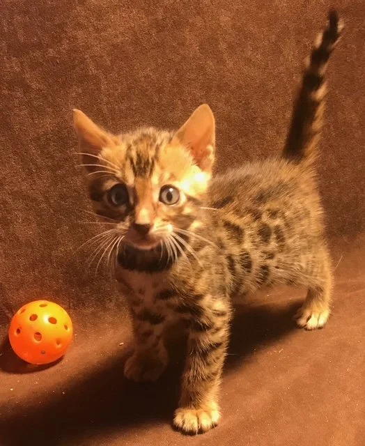 A small tabby kitten with wide eyes standing on a brown surface next to an orange toy ball with holes.
