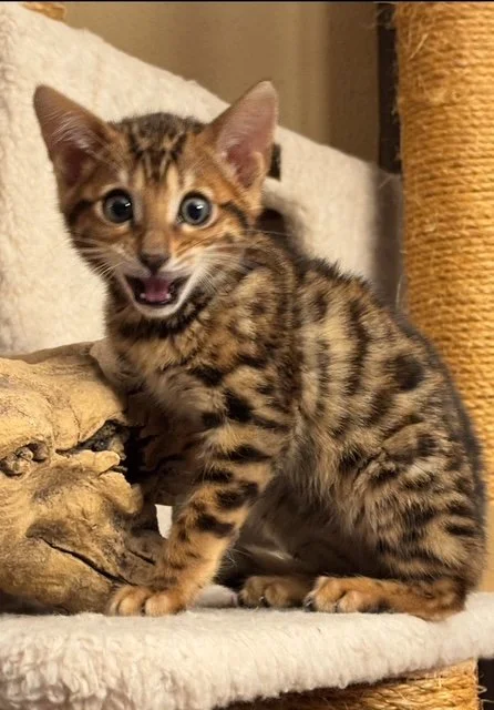 A small tabby kitten with big eyes sitting on a beige carpeted surface next to a piece of wood or natural log.