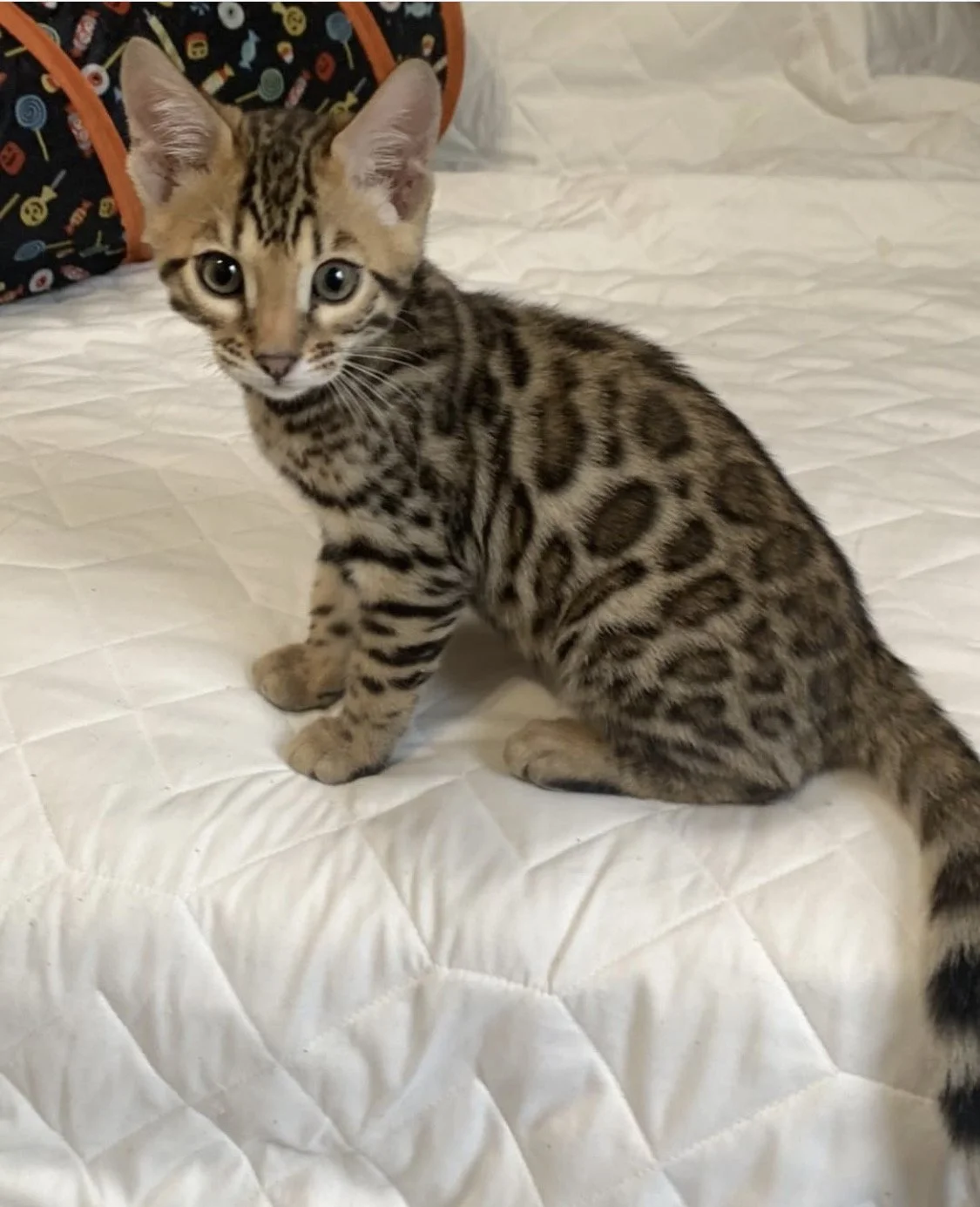 A Bengal kitten with a distinctive spotted coat sitting on a white quilted bedspread.