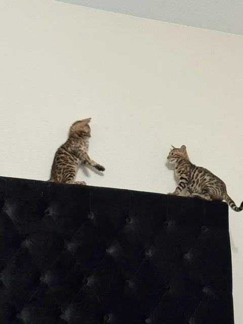 Two Bengal kittens playing on top of a black piece of furniture against a plain white wall.
