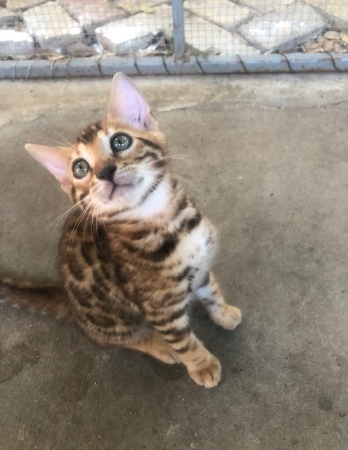 A young tabby kitten sitting on a concrete surface near a wire fence.