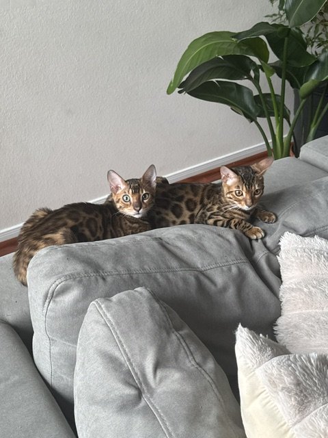 Two Bengal cats resting on the back of a gray sofa, with a large green plant in the background.