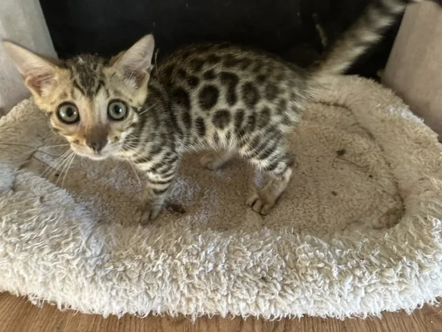 A small, spotted kitten with big green eyes standing on a round beige fluffy bed.