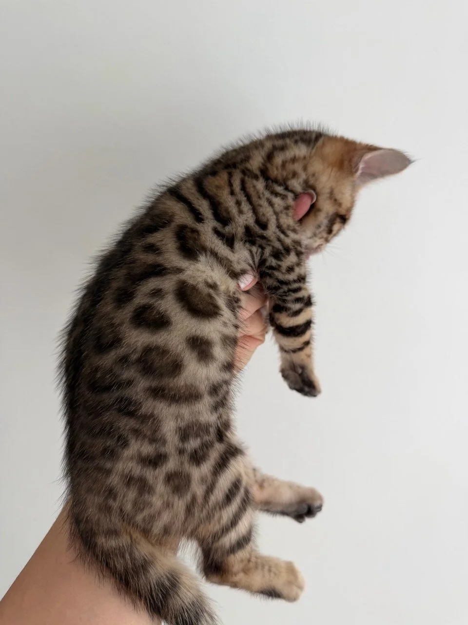 A person's hand holding a small, spotted kitten with its head turned sideways and a tiny tongue sticking out.