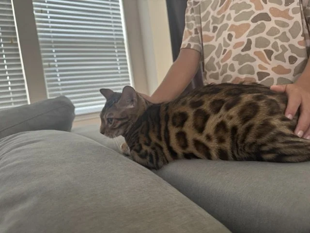 A Bengal cat sitting on a person's lap indoors, with a window and blinds in the background.