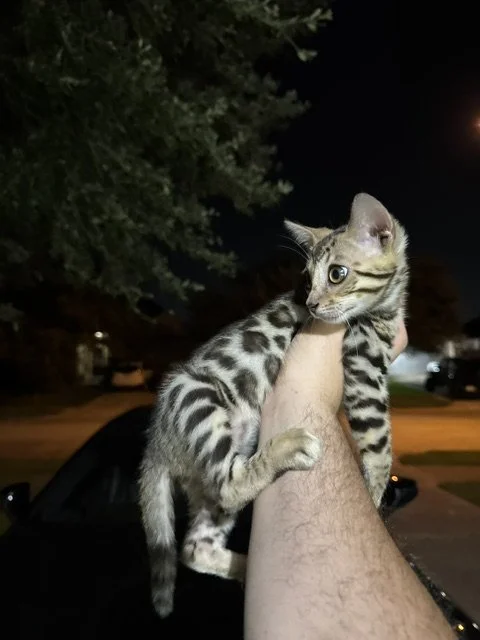 A person holding a young spotted tabby cat outdoors at night, with trees and parked cars in the background.