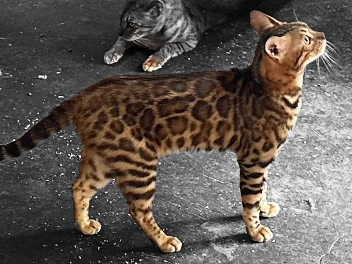 Two cats, one with a marbled coat pattern and one with a classic tabby pattern, standing on a black textured floor.