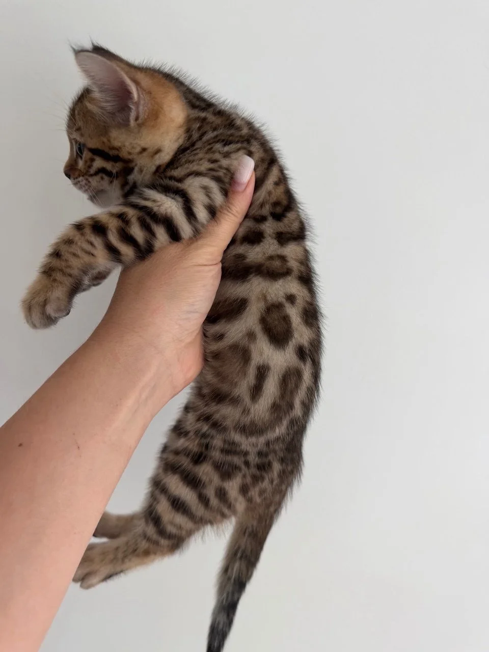 Person holding a Bengal kitten against a plain white wall.