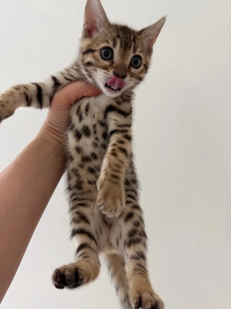 A person holding up a small tabby kitten with blue eyes, licking its nose.
