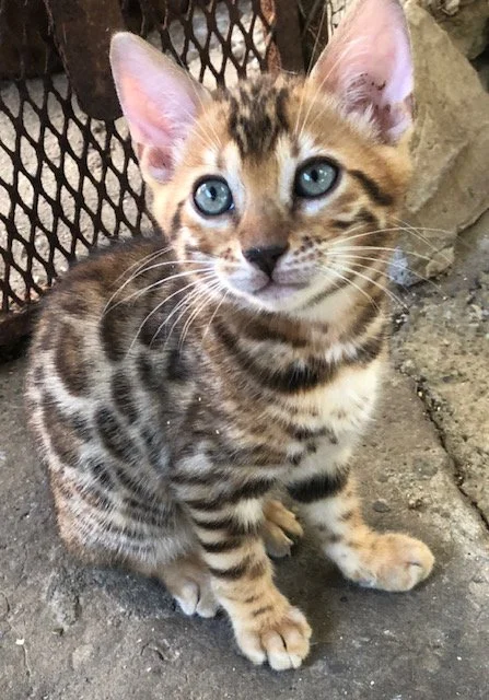 Young Bengal kitten with blue eyes sitting on concrete ground near a chain-link fence.