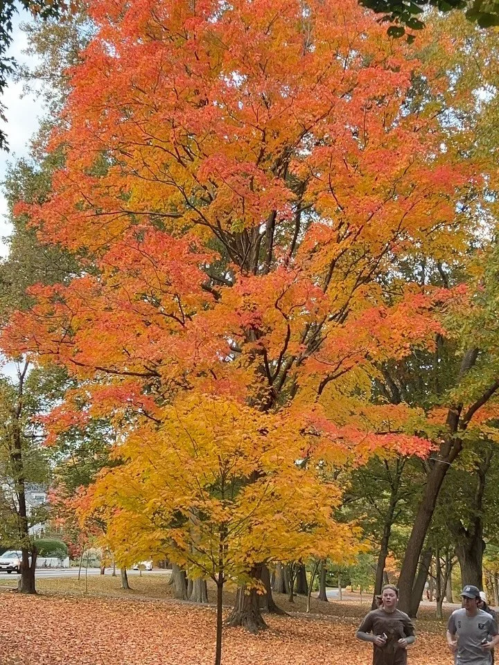Colorful moments🍷

#explorepage #aesthetic #fall #photography #boston #beautiful #aestheticphotography #thanksgiving #trending #viral #beautifulday #beautifulphotography #fallinboston #goodfood #cutedog #photooftheday