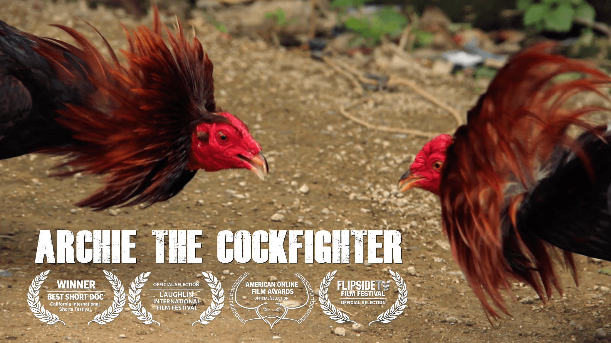 Archie the Cockfighter