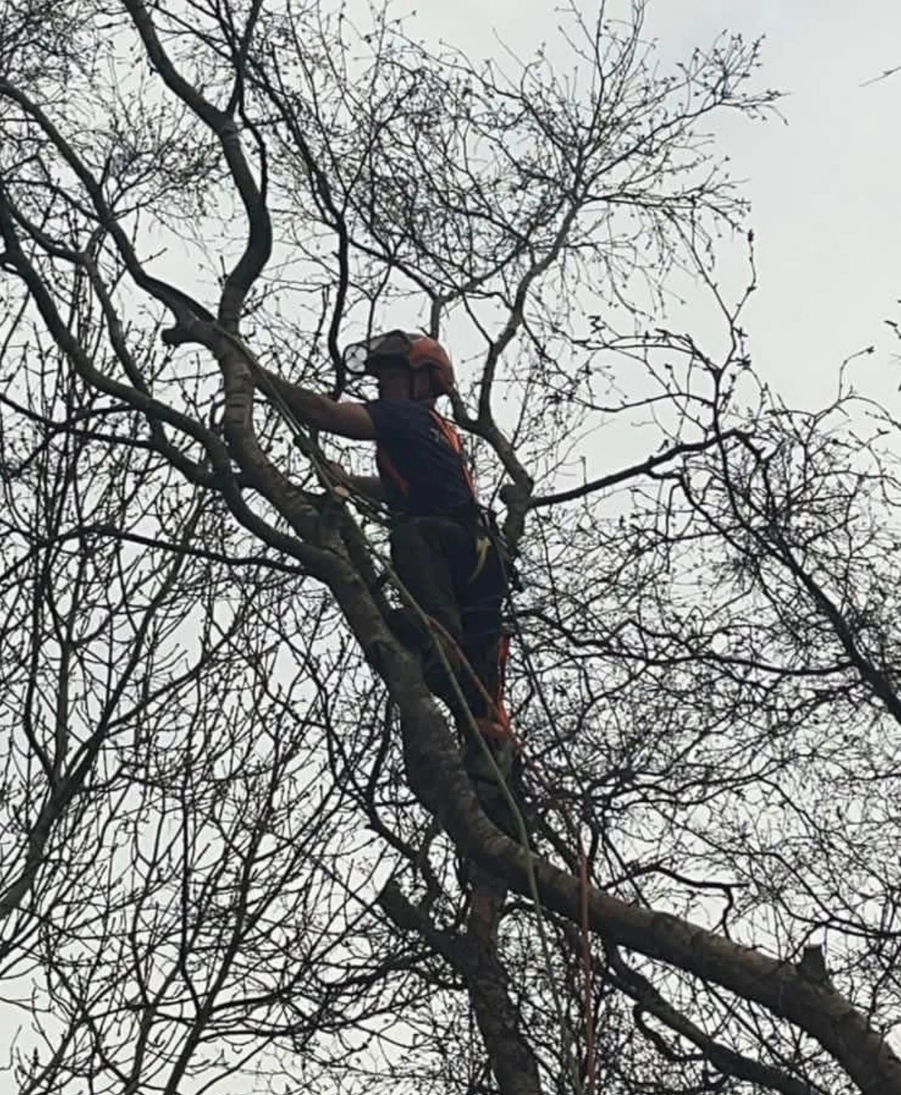 Large Poplar 30% crown reduction.

