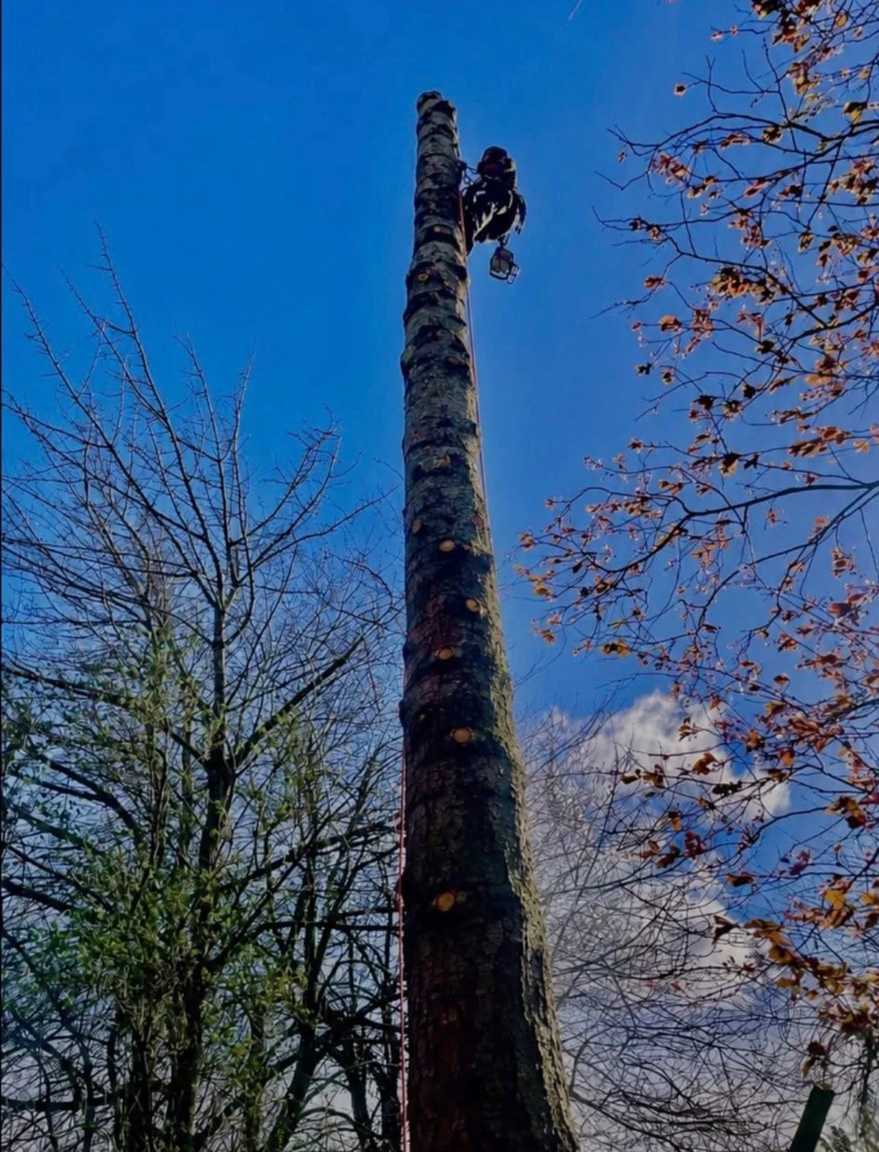 Calum climbing a tall, trimmed tree with a ladder in a backyard surrounded by other leafless trees and a blue sky with some clouds.